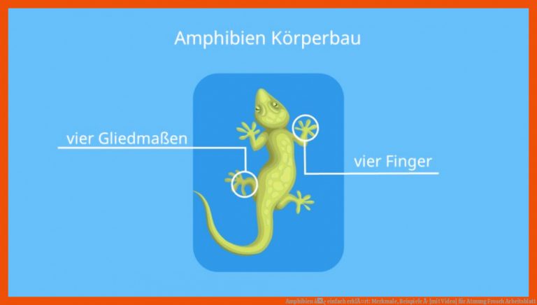 Amphibien â¢ einfach erklÃ¤rt: Merkmale, Beispiele Â· [mit Video] für atmung frosch arbeitsblatt