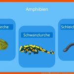 Amphibien â¢ Einfach ErklÃ¤rt: Merkmale, Beispiele Â· [mit Video] Fuer atmung Frosch Arbeitsblatt