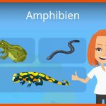 Amphibien Fuer atmung Frosch Arbeitsblatt