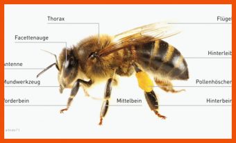 Körperbau Biene Arbeitsblatt