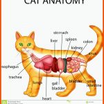 Anatomie Der Katze Vektor Abbildung. Illustration Von SÃ¤ugetier ... Fuer Innere organe Katze Arbeitsblatt