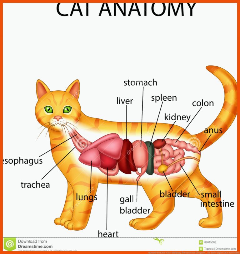 Anatomie der Katze vektor abbildung. Illustration von sÃ¤ugetier ... für innere organe katze arbeitsblatt