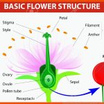 Anatomie Der Kirsche Blume BlÃ¼te Und Frucht Zeigerdiagramm ... Fuer Von Der Blüte Zur Frucht Kirsche Arbeitsblatt