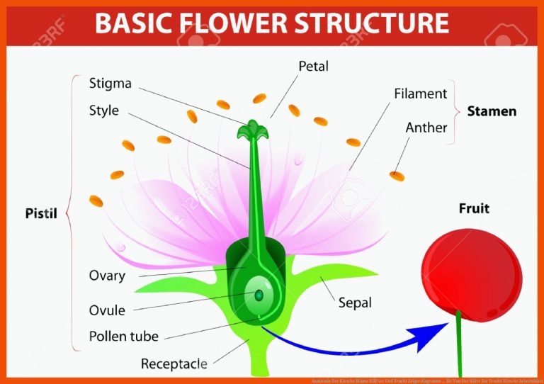 Anatomie Der Kirsche Blume BlÃ¼te Und Frucht Zeigerdiagramm ... für von der blüte zur frucht kirsche arbeitsblatt