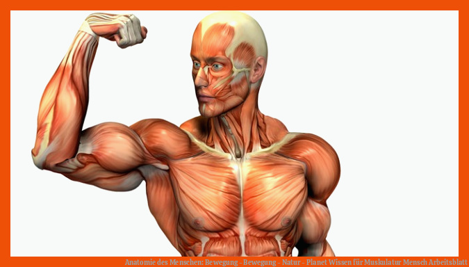 Anatomie des Menschen: Bewegung - Bewegung - Natur - Planet Wissen für muskulatur mensch arbeitsblatt