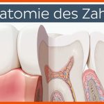 Anatomie Des Zahns Fuer Zahn Beschriften Arbeitsblatt