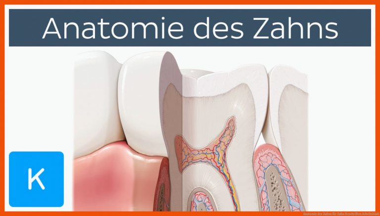 Anatomie des Zahns für zahn beschriften arbeitsblatt