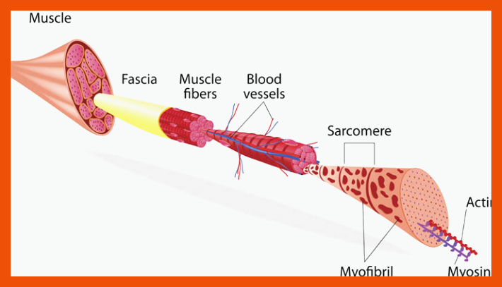 Anatomie â So ist ein Muskel aufgebaut - netzathleten.de für arbeitsblatt aufbau muskel