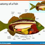 Anatomie Eines Fisches Innere organe Vektor Abbildung ... Fuer Fisch Aufbau Innere organe Arbeitsblatt