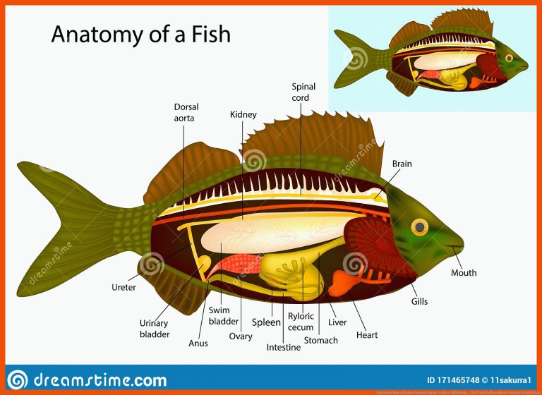 Anatomie Eines Fisches Innere Organe Vektor Abbildung ... für fisch aufbau innere organe arbeitsblatt