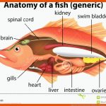 Anatomie Eines Fisches Vektor Abbildung. Illustration Von Clips ... Fuer Fisch Aufbau Innere organe Arbeitsblatt