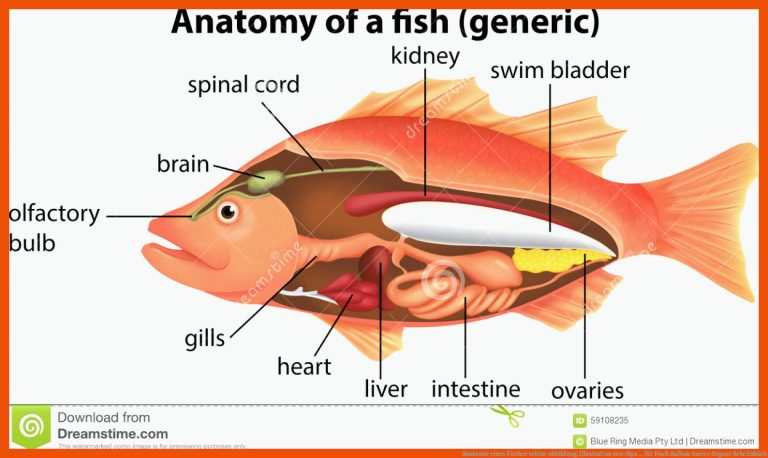 Anatomie eines Fisches vektor abbildung. Illustration von clips ... für fisch aufbau innere organe arbeitsblatt