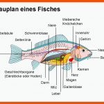 Anatomie Fuer Fisch Aufbau Innere organe Arbeitsblatt