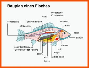Fisch Aufbau Innere organe Arbeitsblatt