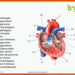 Anatomie Physiologie Herz - Ppt Herunterladen Fuer Aufbau Des Herzens Arbeitsblatt