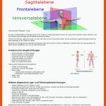 Anatomische Lage - Und Richtungsbezeichnungen - Mta-r.de Pdf Fuer Lage Und Richtungsbezeichnungen Arbeitsblatt