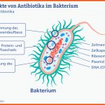 Antibiotika: Wie Sie Wirken Und Was Man Beachten sollte Fuer Vergleich Viren Bakterien Arbeitsblatt