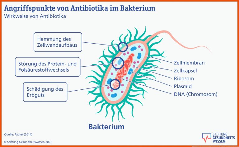Antibiotika: Wie sie wirken und was man beachten sollte für vergleich viren bakterien arbeitsblatt