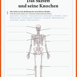 ArbeitsblÃ¤tter â Ne Gmbh Fuer Arbeitsblätter Anatomie Pdf