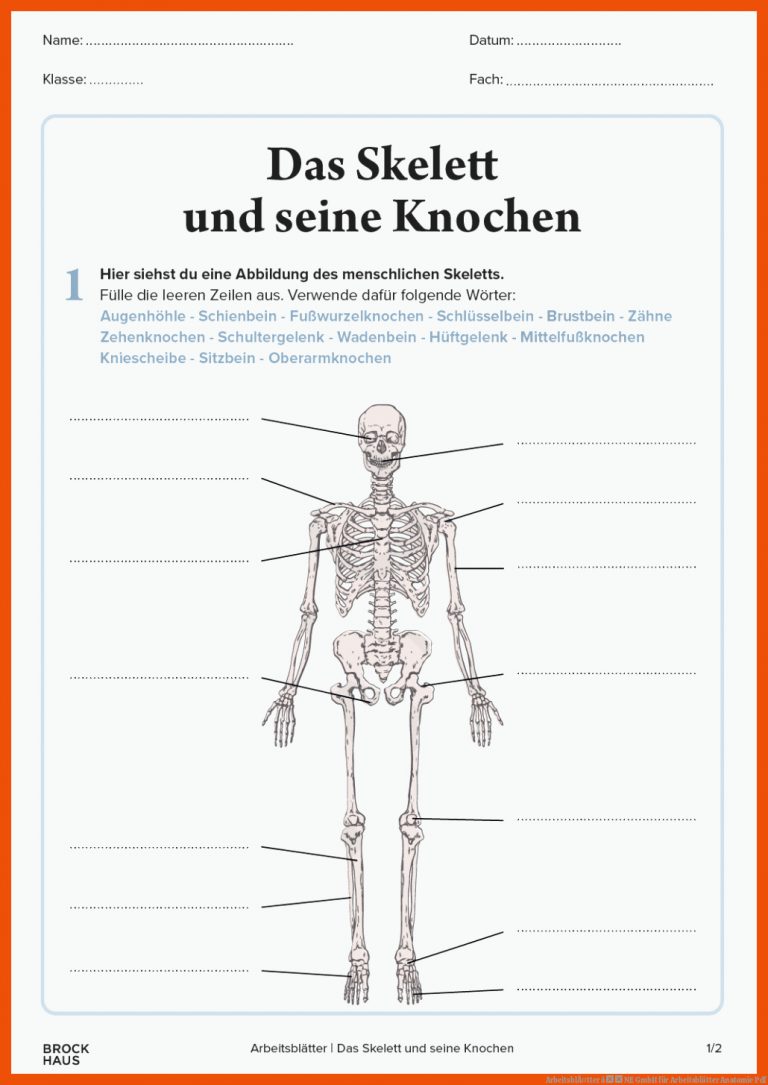 ArbeitsblÃ¤tter â NE GmbH für arbeitsblätter anatomie pdf
