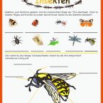 ArbeitsblÃ¤tter Fuer Arbeitsblatt Insekten Klasse 6