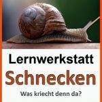 ArbeitsblÃ¤tter FÃ¼r Den Sachunterricht Zum thema Tiere Fuer Arbeitsblatt Schnecke Kindergarten
