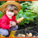 ArbeitsblÃ¤tter FÃ¼r Die Grundschule: Wie Die Kartoffel Keimt Und ... Fuer Keimung Arbeitsblatt