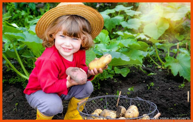 ArbeitsblÃ¤tter fÃ¼r die Grundschule: Wie die Kartoffel keimt und ... für keimung arbeitsblatt