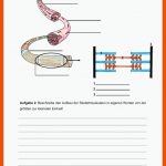 Arbeitsblatt 1: Aufbau Der Muskulatur Fuer Arbeitsblatt Aufbau Muskel