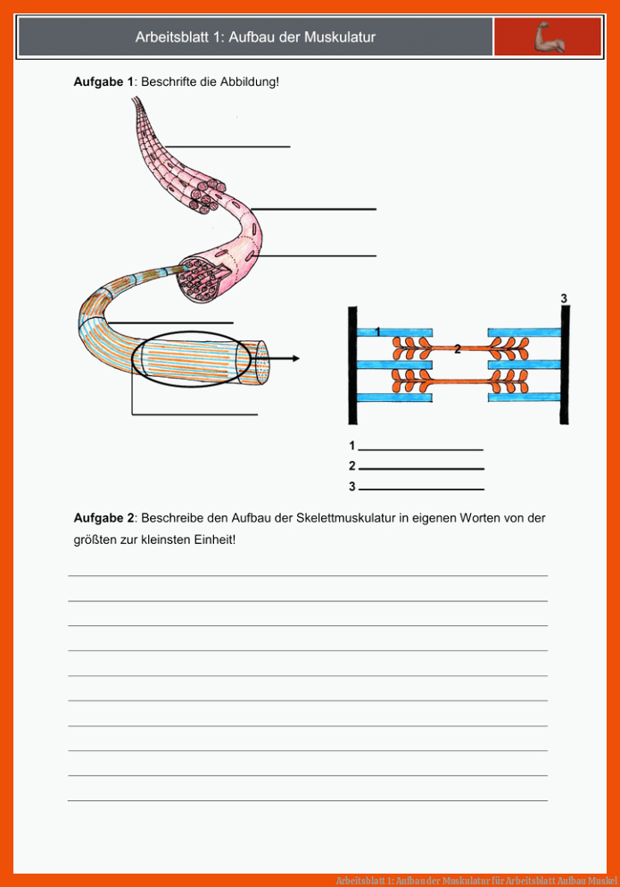 Arbeitsblatt 1: Aufbau der Muskulatur für arbeitsblatt aufbau muskel