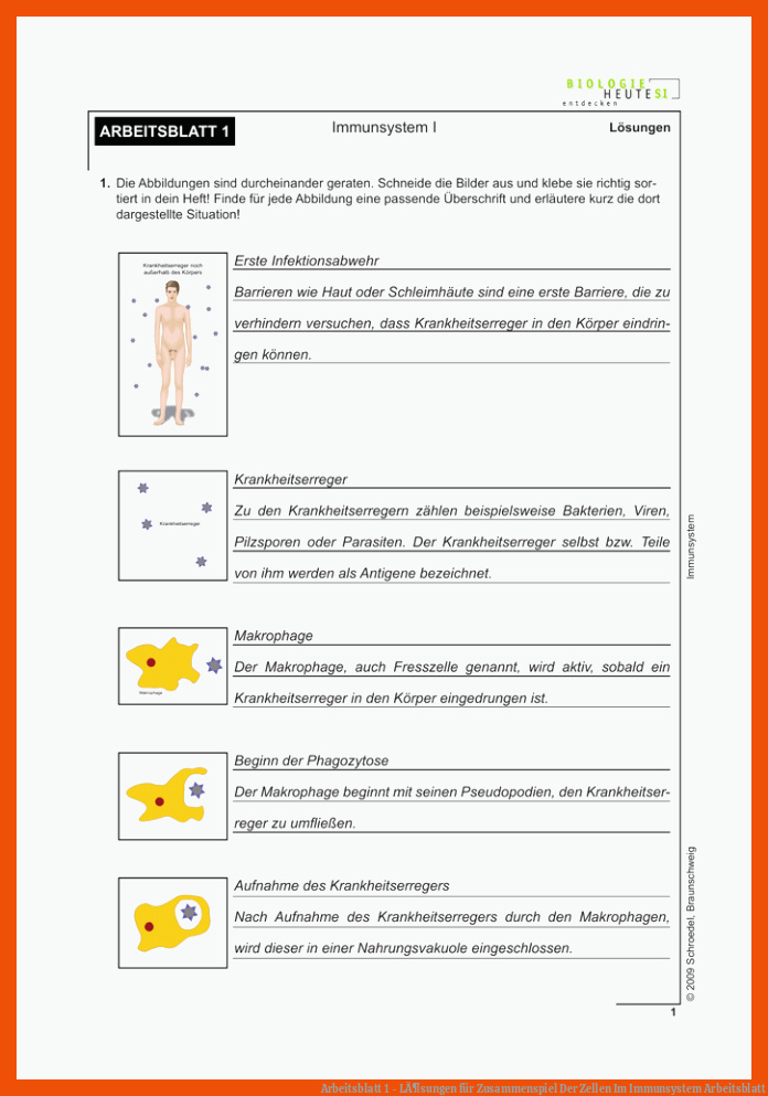 Arbeitsblatt 1 - LÃ¶sungen für zusammenspiel der zellen im immunsystem arbeitsblatt