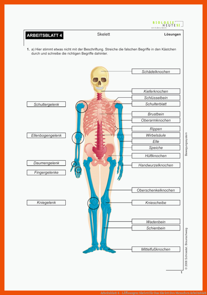 Arbeitsblatt 4 - LÃ¶sungen: Skelett für das skelett des menschen arbeitsblatt