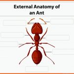 Arbeitsblatt Ã¤uÃere Anatomie Einer Ameise Kostenlose Vektor Fuer Beine Insekten Arbeitsblatt