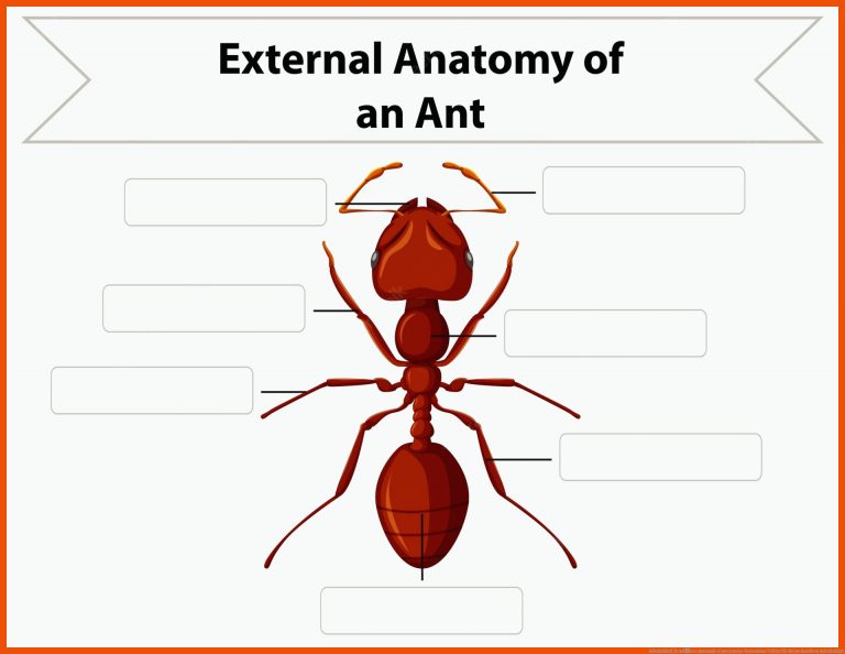 Arbeitsblatt Ã¤uÃere anatomie einer ameise | Kostenlose Vektor für beine insekten arbeitsblatt
