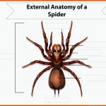 Arbeitsblatt Ã¤uÃere Anatomie Einer Spinne Kostenlose Vektor Fuer Beine Insekten Arbeitsblatt