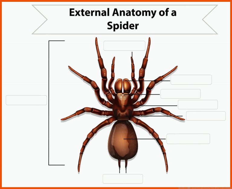 Arbeitsblatt Ã¤uÃere anatomie einer spinne | Kostenlose Vektor für beine insekten arbeitsblatt