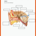 Arbeitsblatt: Anatomie Und Schallleitung I Fuer Das Ohr Arbeitsblätter