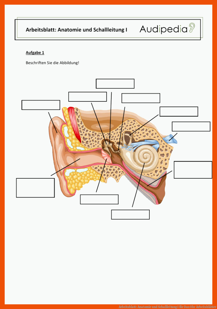 Arbeitsblatt: Anatomie und Schallleitung I für das ohr arbeitsblätter