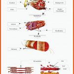 Arbeitsblatt - Aufbau Eines Skelettmuskels - Docsity Fuer Aufbau Muskel Arbeitsblatt