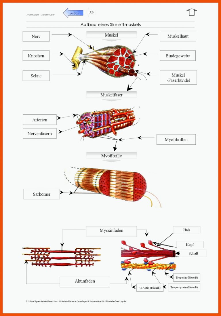 Arbeitsblatt - Aufbau eines Skelettmuskels - Docsity für aufbau muskel arbeitsblatt