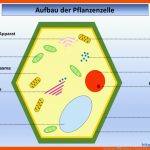 Arbeitsblatt â Aufbau Der Pflanzen-zelle Light Microscope Fuer Menschliche Zelle Aufbau Arbeitsblatt