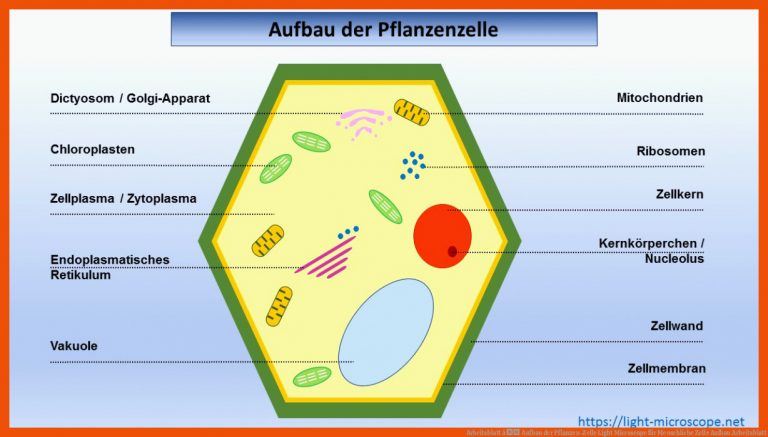 Arbeitsblatt â Aufbau der Pflanzen-Zelle | Light Microscope für menschliche zelle aufbau arbeitsblatt
