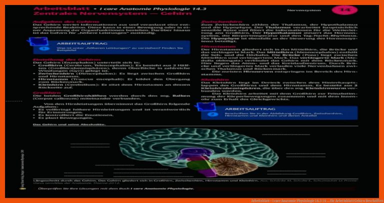 Arbeitsblatt • I Care Anatomie Physiologie 14.3 14 ... Fuer Arbeitsblatt Gehirn Beschriften