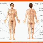 Arbeitsblatt: KÃ¶rperregionen Und topographische Anatomie Kenhub Fuer Gewebearten Mensch Arbeitsblatt