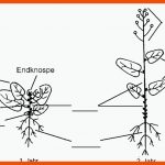 Arbeitsblatt Kohl Fuer Aufbau Einer Pflanze Arbeitsblatt