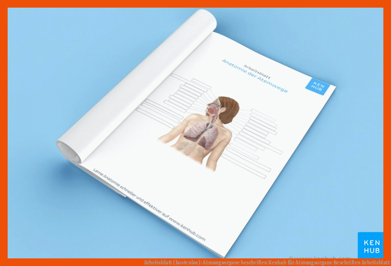 Arbeitsblatt (kostenlos): Atmungsorgane beschriften | Kenhub für atmungsorgane beschriften arbeitsblatt