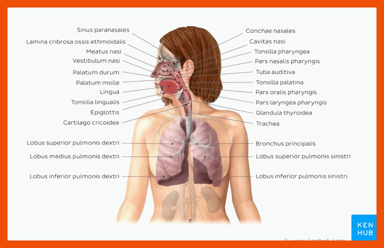 Arbeitsblatt (kostenlos): Atmungsorgane beschriften | Kenhub für atmungsorgane beschriften arbeitsblatt