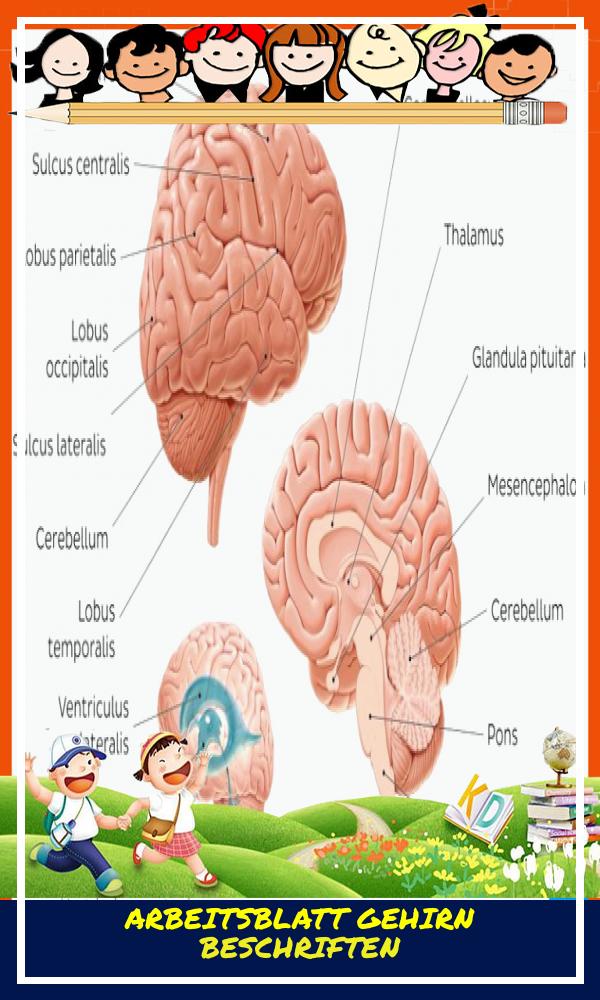 Arbeitsblatt Gehirn Beschriften