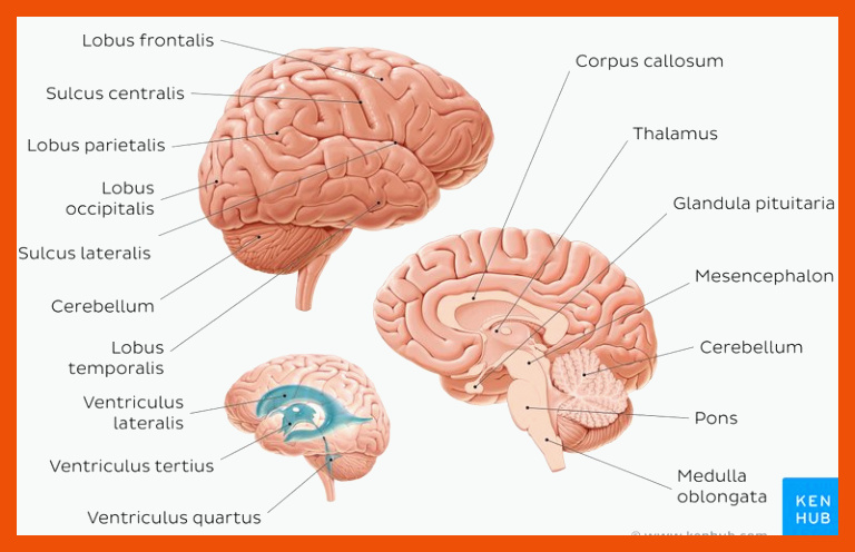 Arbeitsblatt (kostenlos): Aufbau Gehirn mit Beschriftung | Kenhub für arbeitsblatt gehirn beschriften