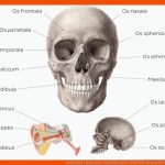 Arbeitsblatt (kostenlos): Beschriftung Des SchÃ¤dels Kenhub Fuer Skelett Arbeitsblatt Kostenlos